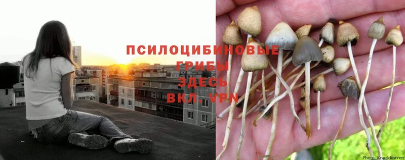 Галлюциногенные грибы Psilocybine cubensis  что такое наркотик  Шелехов 